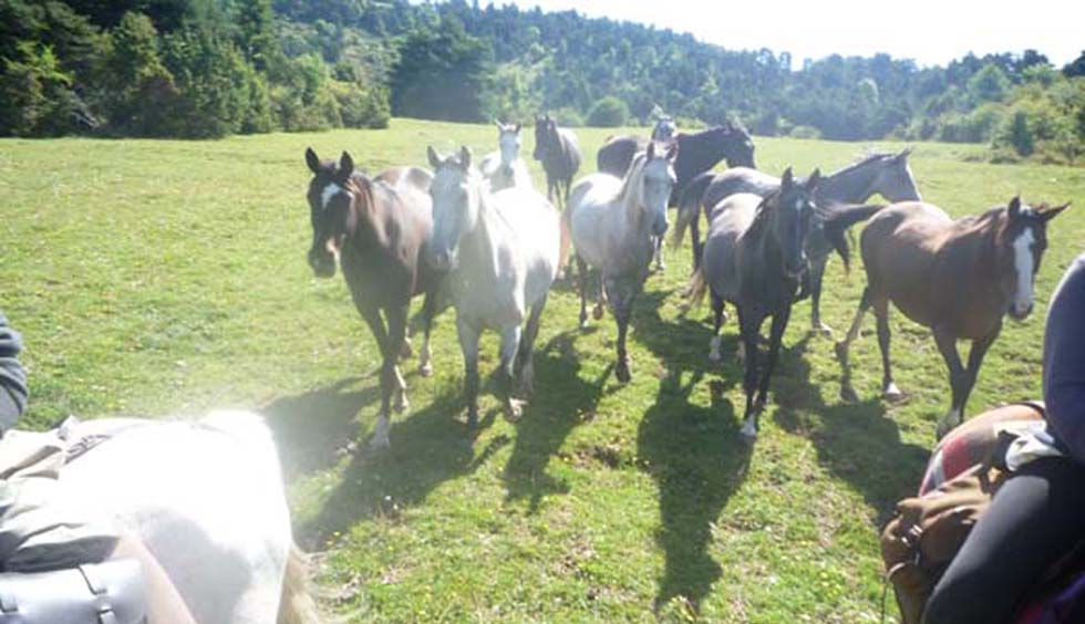 chevaux en liberté