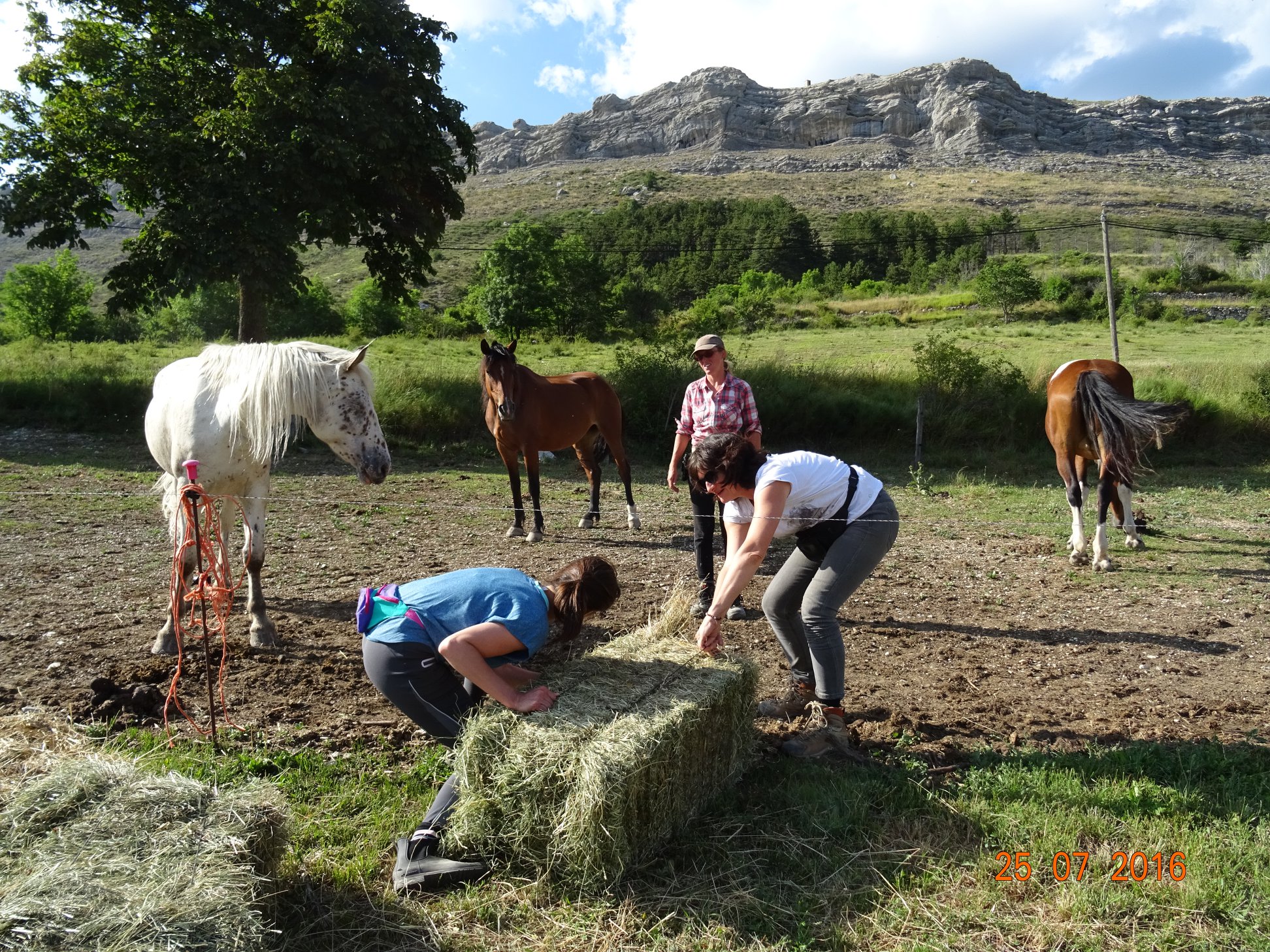 casse-croute chevaux