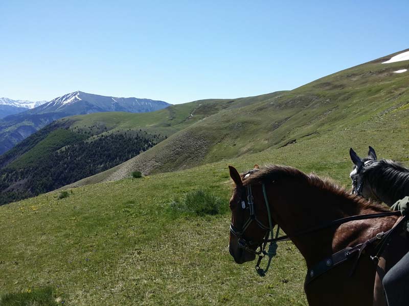 chevaux en balade