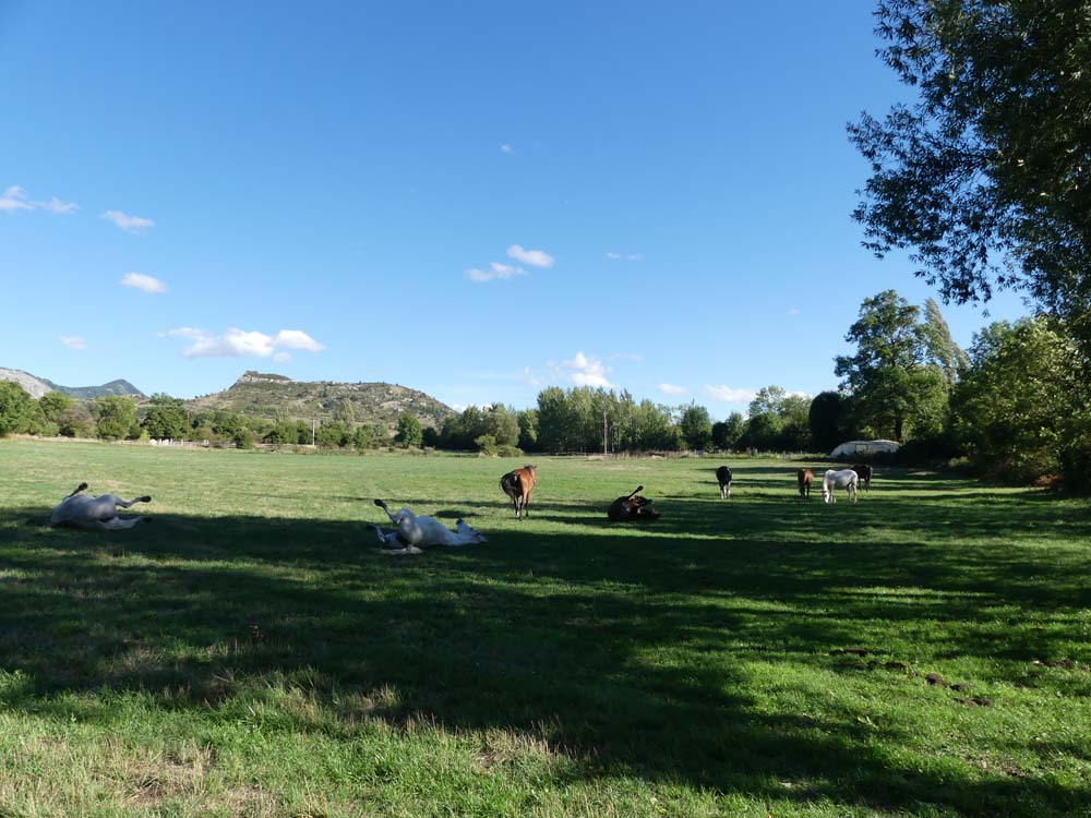 juments au parc