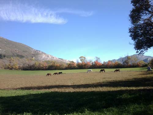 chevaux au pré