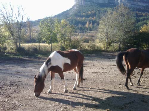 chevaux au parc